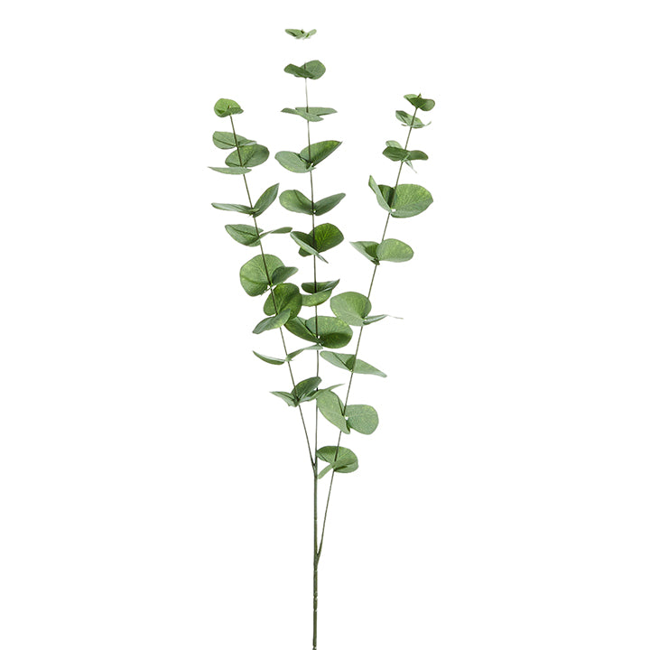 Eucalyptus Spray
