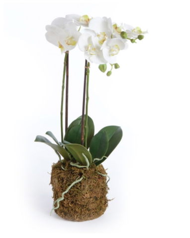23" Phalaenopsis Orchid Drop In