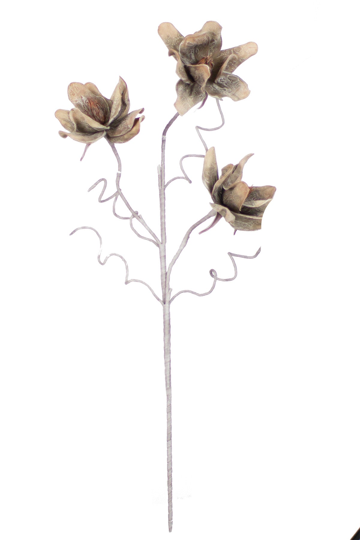 GD-Taupe 3-Stem Magnolia Botanica